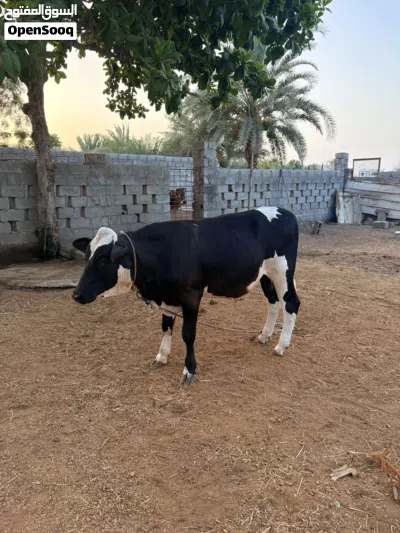 عجل باكستاني 3
