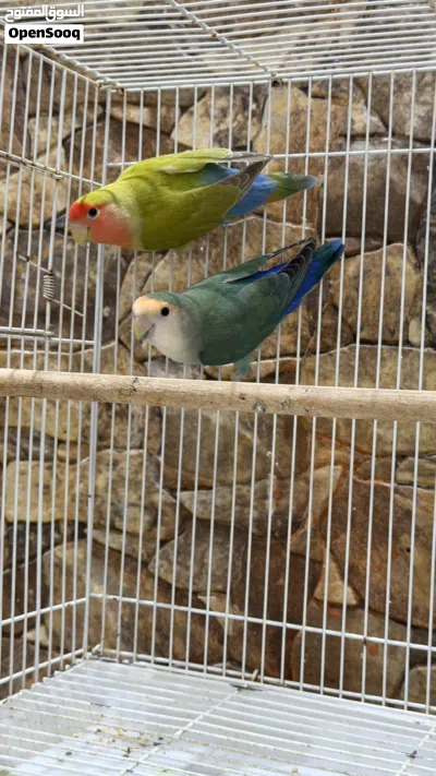 زوج روز الوان جميلة للبيع 2