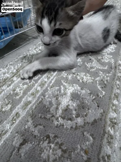 undefined 2