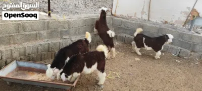 جدي و3صخلات 3