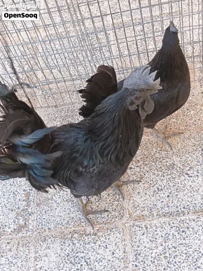 undefined 3