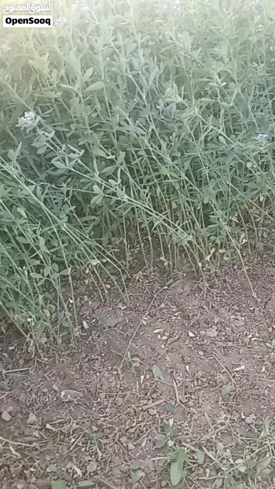 للبيع قت عماني ممتاز 4