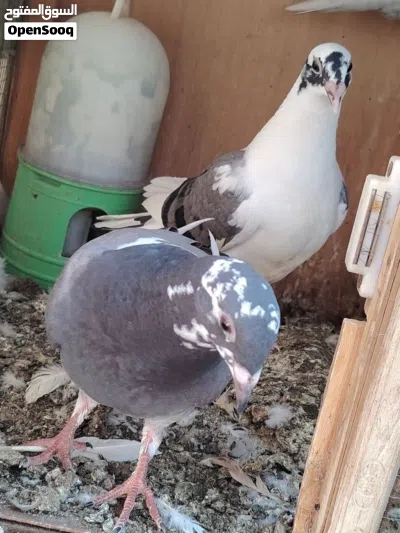 زواجل مخاايف ولوت وتك فحل ستلايت 4