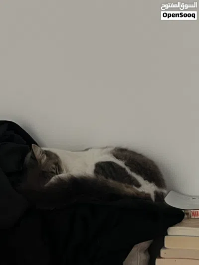 oreo and cookie looking for new homes 2