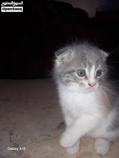 قطط سكوتش فولد 2