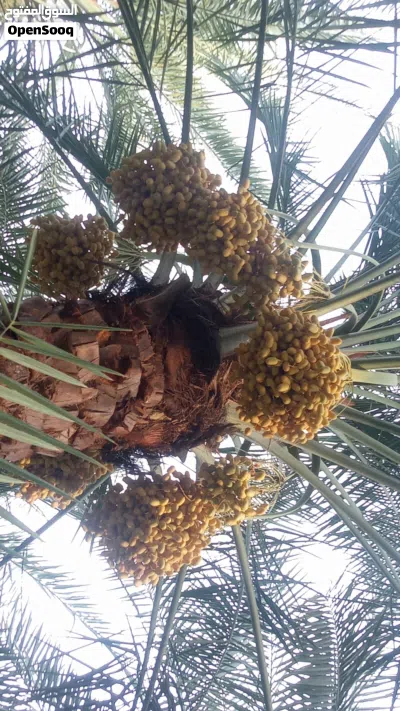 طناء نخيل خلاص 3