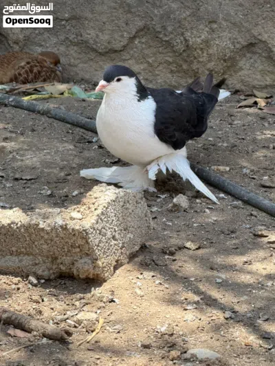 حمام حقم للبيع 4
