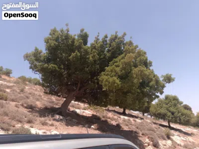 ارض زراعية 4