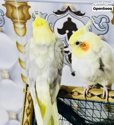 كوكتيل مال بيت شوف لوصف 3