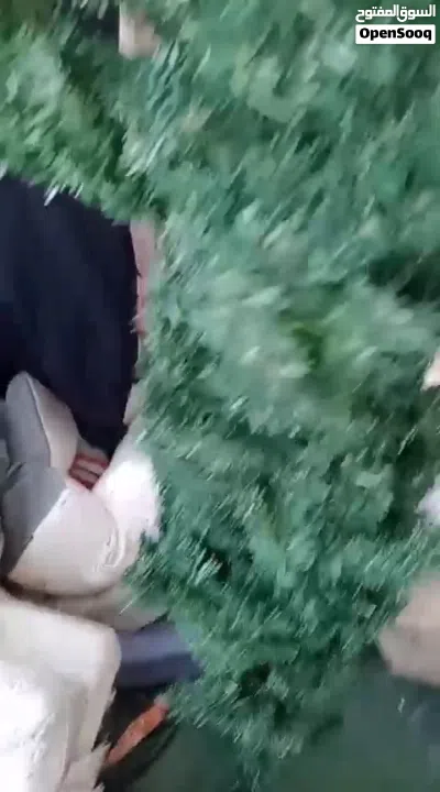 #عرطه بيعة شجر صناعي  كوم بالبركه حمولة دينه  العدد تقريباً ⁦⁦150⁩⁩ حبه احجام مختلفه ولها قاعدة 2