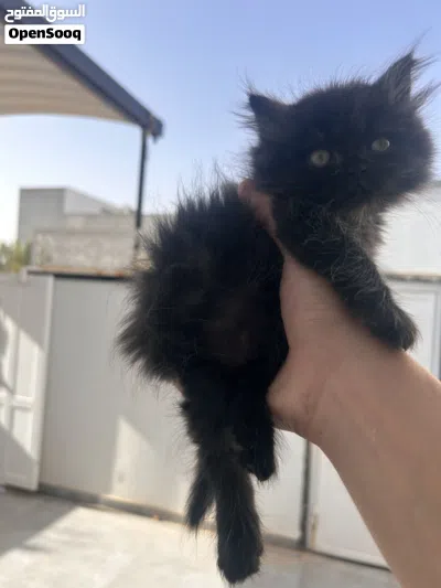 قط شيرازي لون اسود عمر 45 يوم ذكر 3