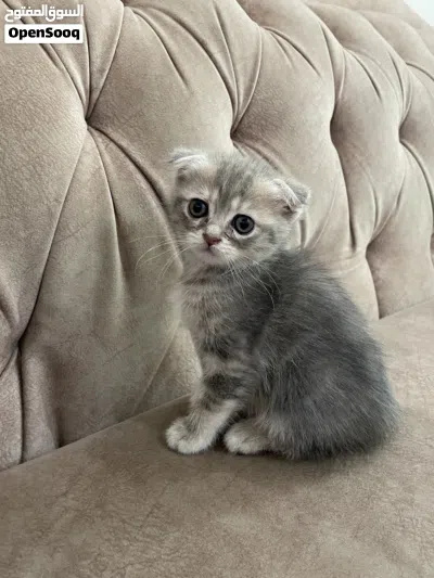 Scottish Persian kittens 2 months for sale 3