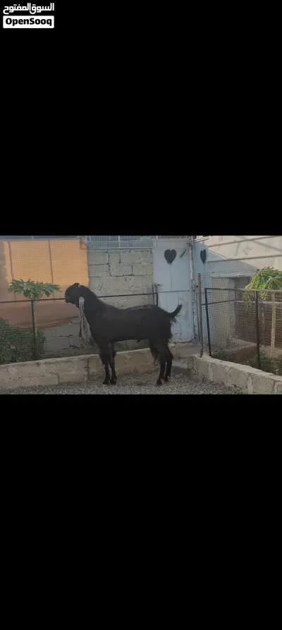 للبيع تيس حجازيه مدوشو تبارك الرحمن فحل 3