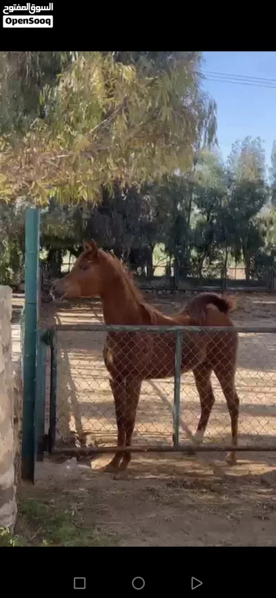 مهرة عربية فل مستقبل قوي مسجلة 4