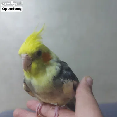 طائر كوكتيل أليف %100 (Normal Grey Cockatiel). شومر شارع الرياض قرب شومرالحديثه 2