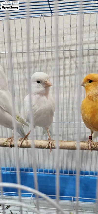 selling canaries bird 2