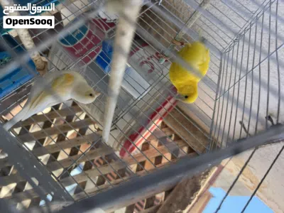 طير الاصفر للبيع 2