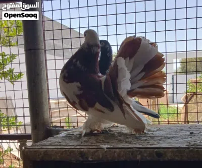 طيور حمام شمسي للبيع 3