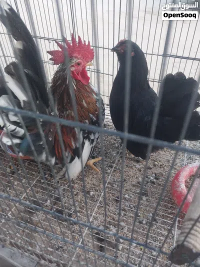 دجاج وفروج كيني 4