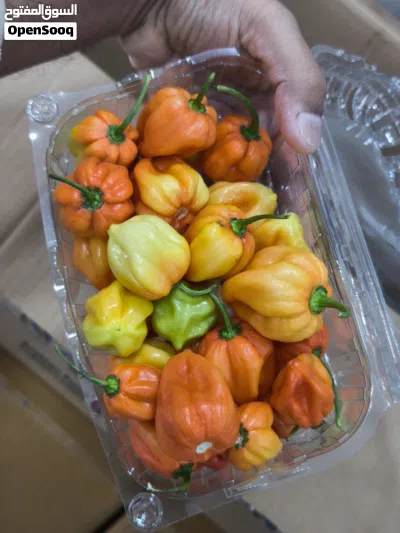 Habanero Chilli RO 0.300 per Pkt 3