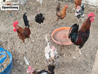 دجاج للبيع ذكور بسعر خيالي 2