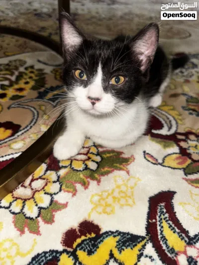 Kittens up for adoption (free) 4