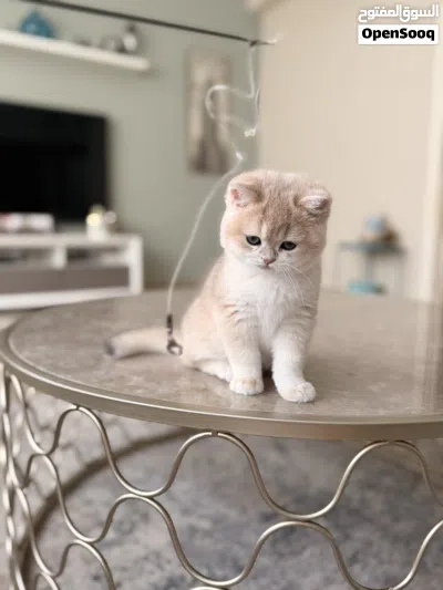 Pure British Golden Ny12 Kitten Fully vaccinated Registered in WCF 2