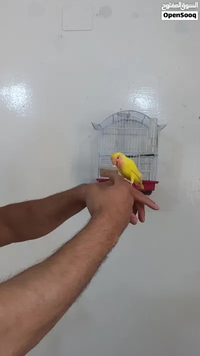 متاح روز رد فيس مروض 2