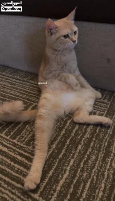 انثى سكوتش ستريت مكس مع اطفالها للتبني 2