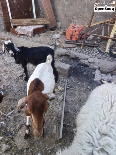 ماعز البيع 2