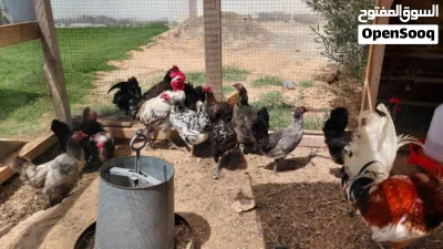 دجاج ربي يبارك 11 دجاجه 2فراريج 4