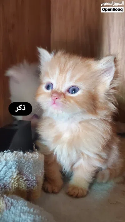 undefined 4