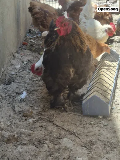ديك براهمه 4