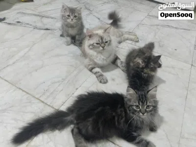 قطط 3 بريش حلوات لعوبات من ام هملايا والاب بريش 2
