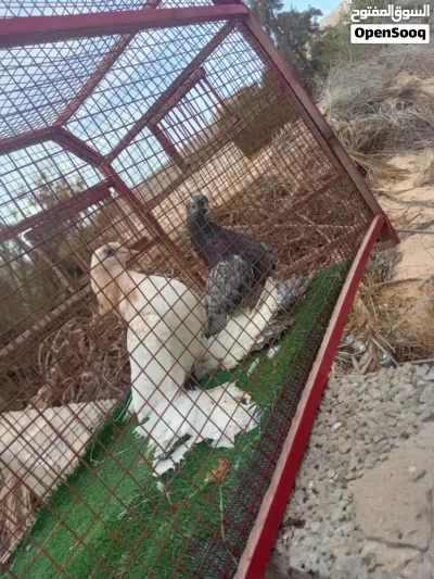 إنتاج هزاز درجه اولا 3