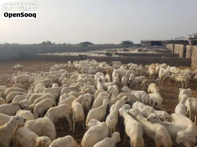 ذي يزن العوامي بيع وشراء ارخص الاغنام والأبقار 3