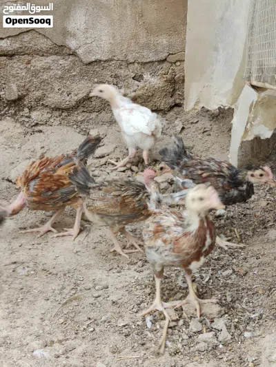 افراخ دجاج ابو ركيبة 2