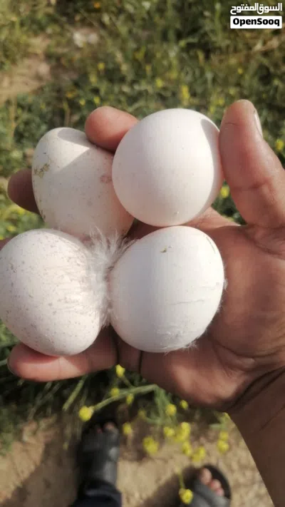 بيض حبش بلجيكي الالمنيوم الصافي البزره الاصليه 2