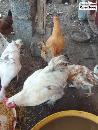 الموقع صحار السويحره. 4