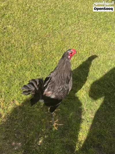 بوطاني اصلي 4