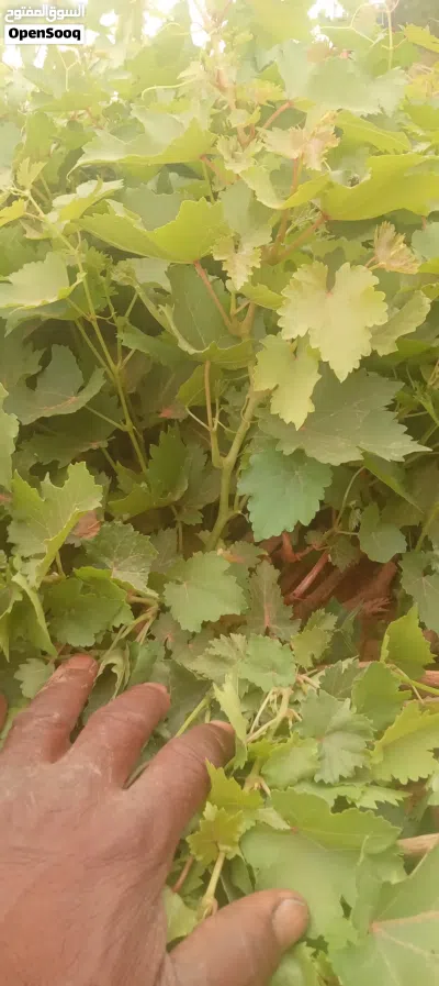 يوجد شتل عنب فراولة نوعية ممتازة للبيع 2