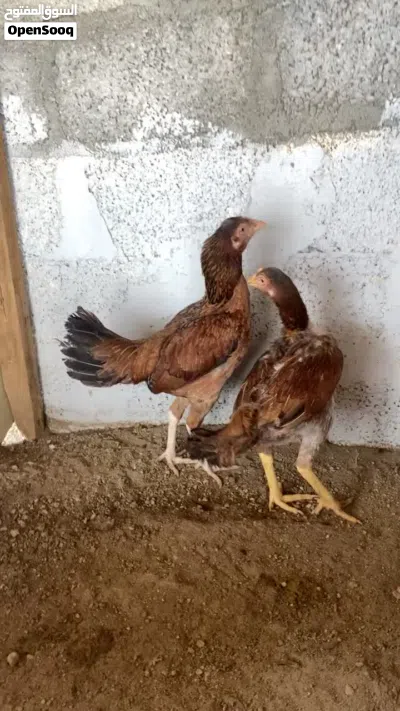 دجاج ميواليات كراس 3