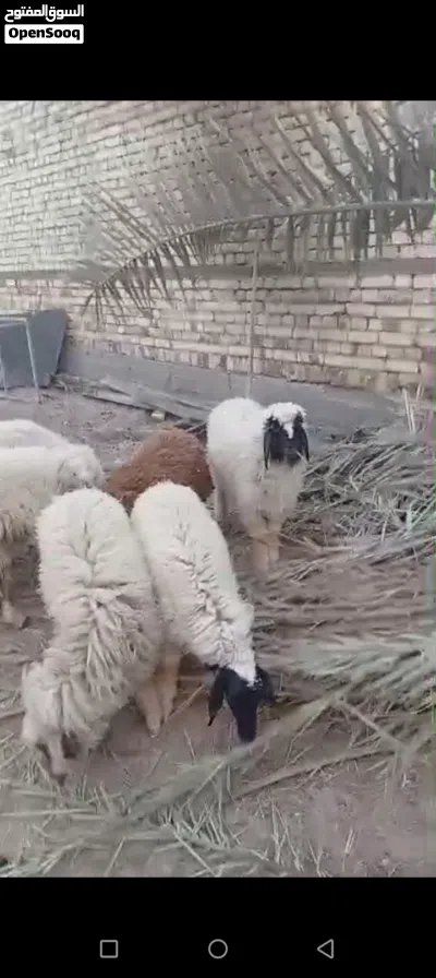 خرفان للبيع في شط العرب التنومه نهر حسن كردلان 2