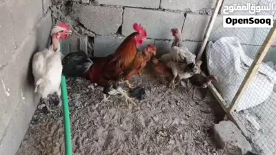 دجاج للبيع 4
