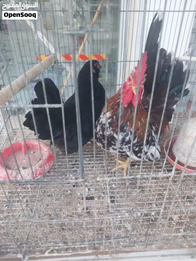 دجاج وفروج كيني 3