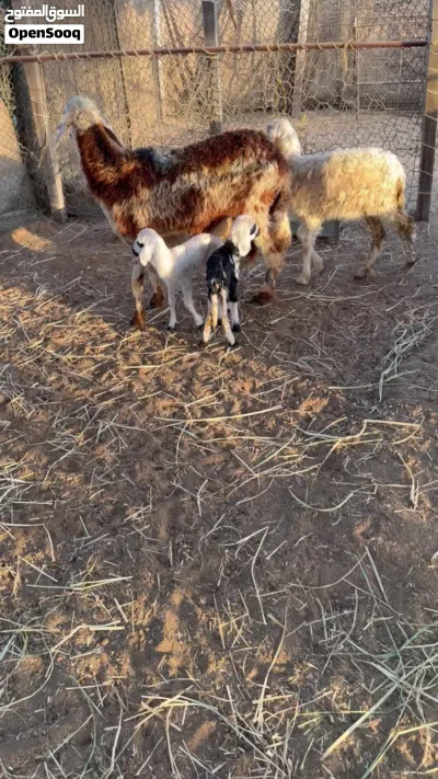للبيع جاعده تحتها توأم حملات وحمله باقي التفاصيل 3