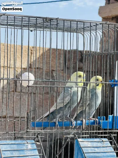 السلام عليكم ورحمة الله وبركاته 2