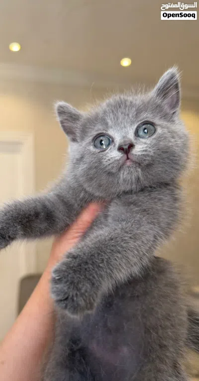 British blue short hair 2