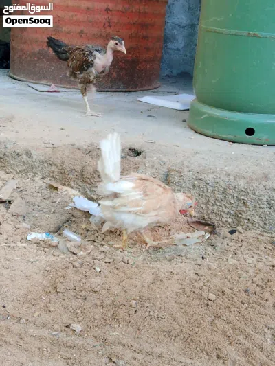 افراخ دجاج ابو رگيبه اصليات عمر شهر عدد 5 وياهن عربي زغير بنفس العمر يصيرن عددهن 6 سعرهن 25 وعندي د 4