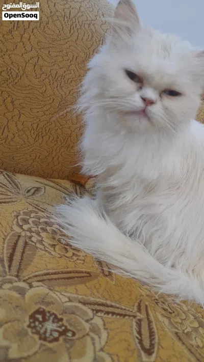 بسه موجوده بالسلط 2